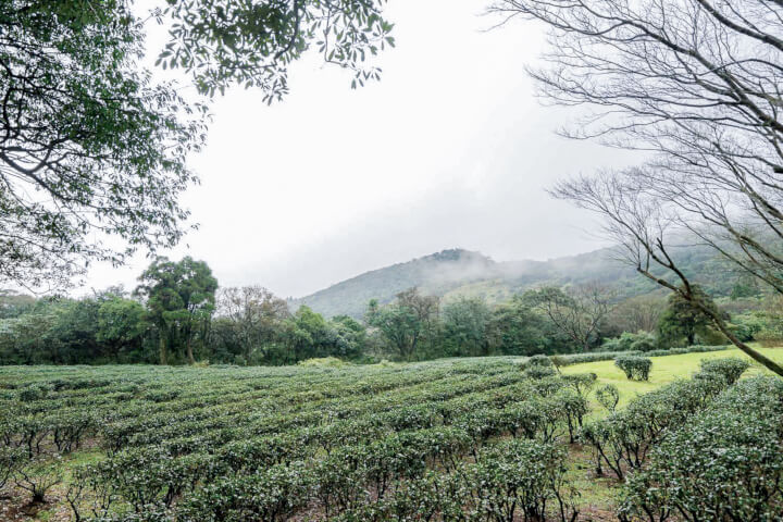 《草山紅》：大屯山消失的茶業風景