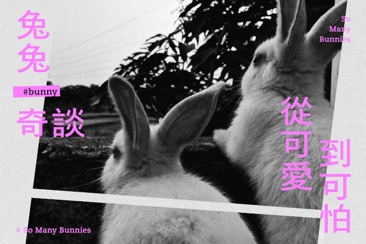兔兔奇談:從可愛到可怕